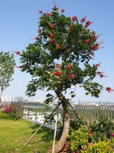 Cảnh quan biệt thự - yếu tố quan trọng khi tiến hành thiết kế cay osaka hoa do