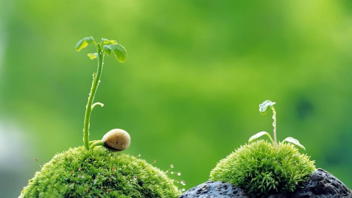 Mệnh mộc hợp và kỵ màu gì?